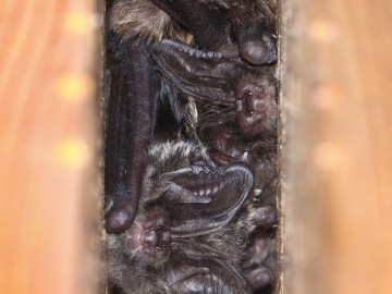 Mopki zachodnie (Barbastella barbastellus), <p>fot. MI</p>